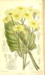 Senecio saxifragoides